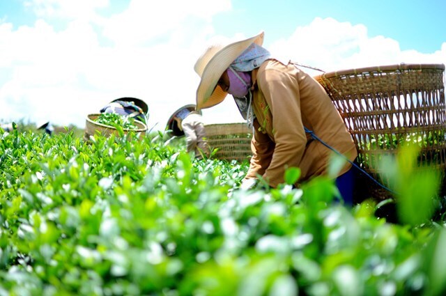 Năm 2025, xuất khẩu chè đạt 136.952 tấn, kim ngạch gần 238 triệu USD. Ảnh minh hoạ