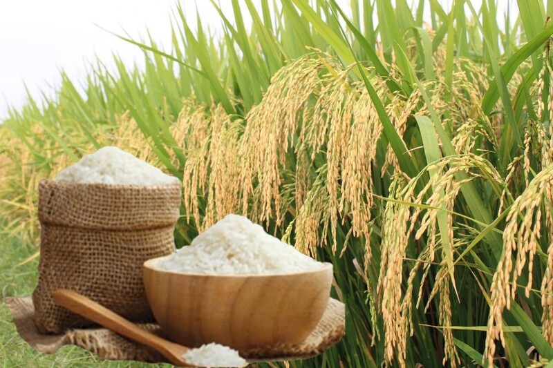Gạo xuất khẩu thơm dẻo neo cao. Ảnh: Thanh Minh.