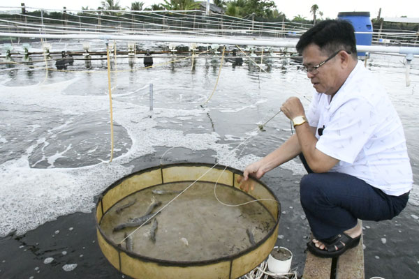Nông dân Ngô Văn Thới, ấp Tân Thành kiểm tra kích cỡ tôm nuôi trong ao phát triển được 75 ngày tuổi. Ảnh: MỸ NHÂN