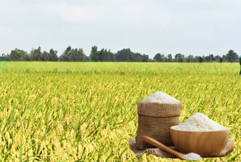 Giá lúa gạo hôm nay ngày 10/6/2026: Gạo xuất khẩu biến động. Ảnh: Thanh Minh.
