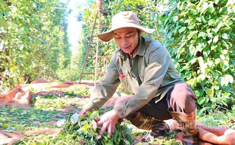 Thu hoạch hồ tiêu tại Gia Lai.