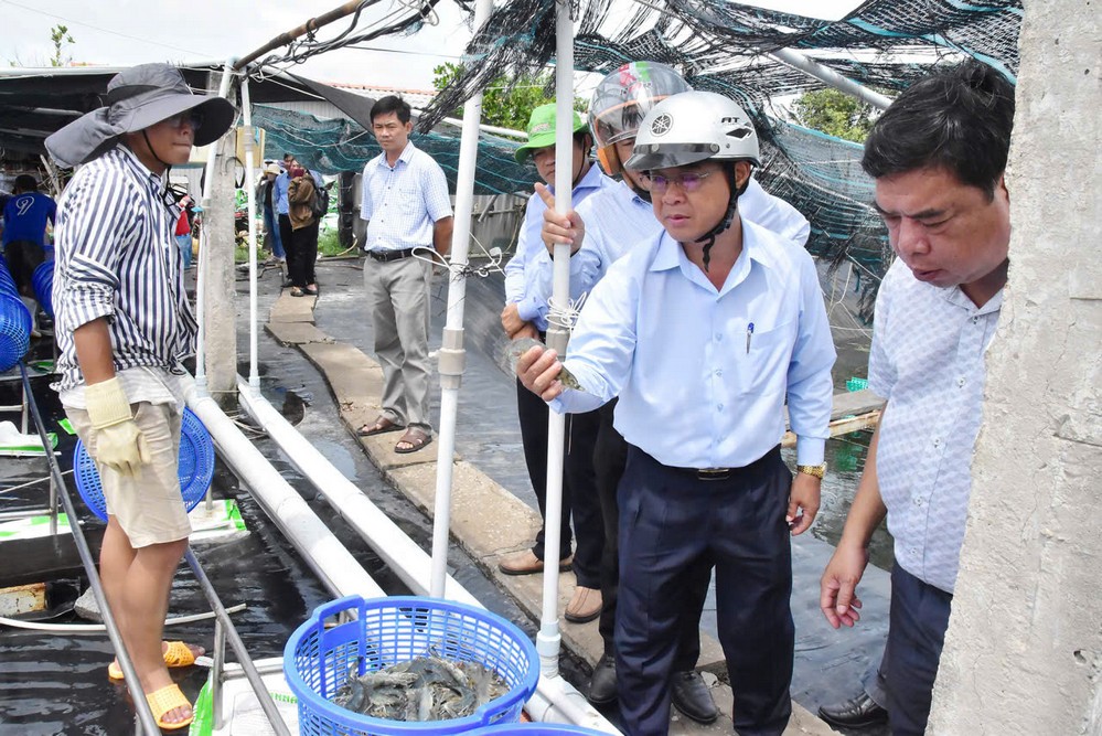 Phó Chủ tịch UBND tỉnh- Châu Văn Hòa khảo sát vùng nuôi tôm công nghệ cao tại xã Long Thành.