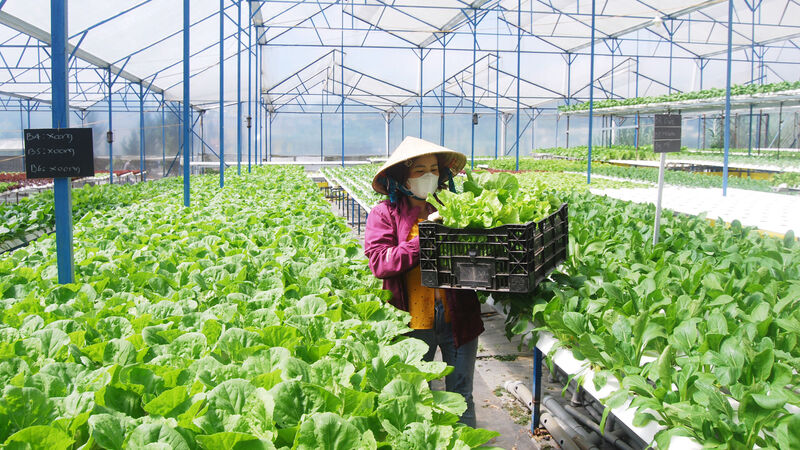 Tiêu chuẩn rau an toàn mới được kỳ vọng đơn giản, dễ thực hiện, góp phần bảo đảm an toàn thực phẩm và mở rộng lựa chọn cho người sản xuất. Ảnh minh họa
