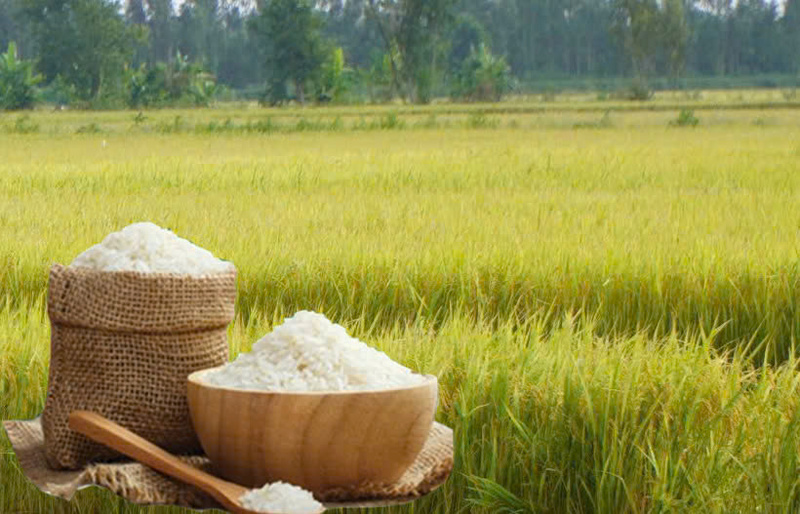 Giá lúa gạo hôm nay ngày 20/6: Gạo thơm Jasmine tăng 2.000 đồng/kg. lúa tươi vững giá. Ảnh: Thanh Minh.