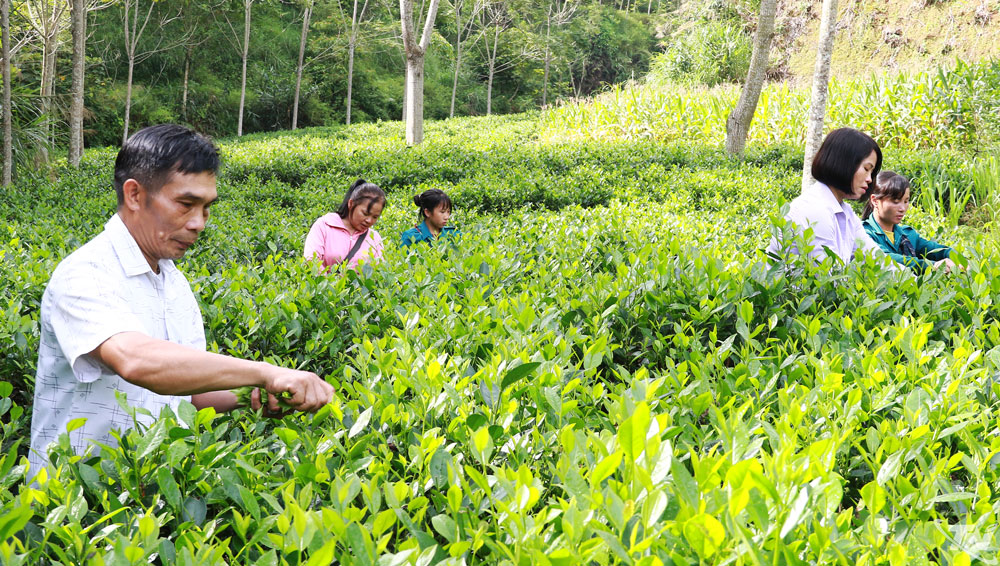 Người dân thôn Bản Lài, xã Thượng Minh thu hoạch chè.