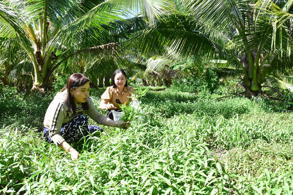 Bà Kiều Thị Kim Phượng (bên trái) thu hoạch rau răm. Ảnh: MỸ NHÂN