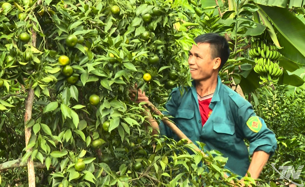 Người dân xã Cường Lợi chăm sóc vườn quýt.