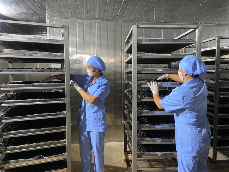 Khuyến công Sơn La hỗ trợ Hợp tác xã Nông nghiệp và Dịch vụ hoa quả sấy Cường Hoa đầu tư công nghệ, nâng cao giá trị sản phẩm. Ảnh: KCSL