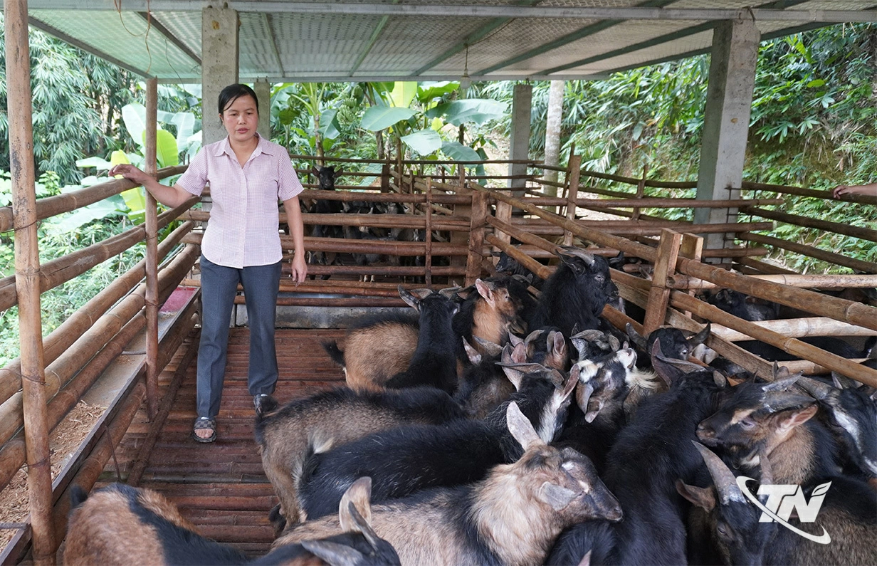 Nguồn vốn vay ưu đãi giúp chị Hoàng Thị Duyên, xã Yên Phong có thêm điều kiện đầu tư phát triển mô hình nuôi dê sinh sản.