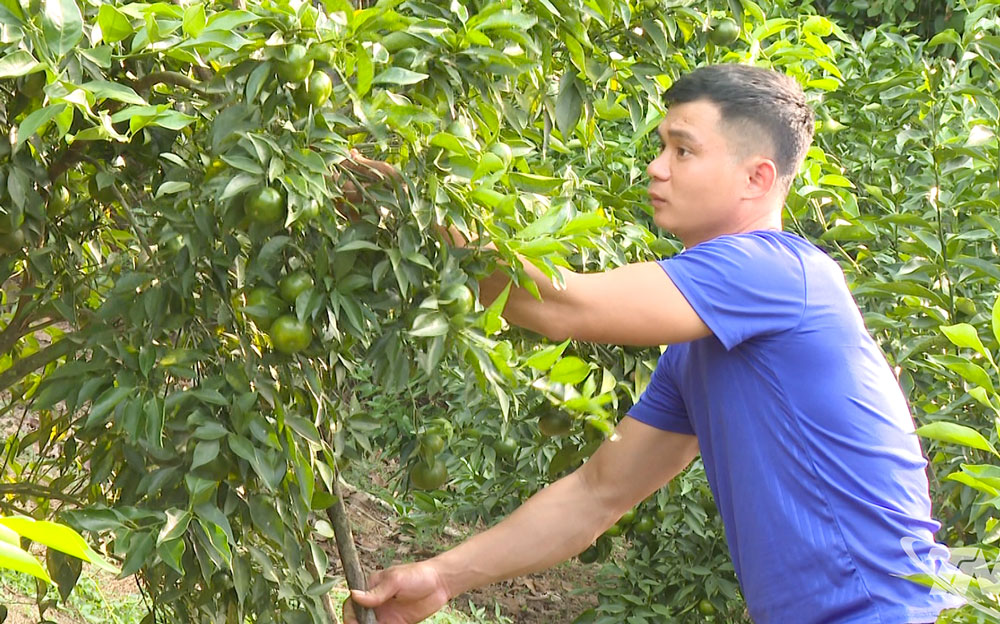 Người dân chăm sóc