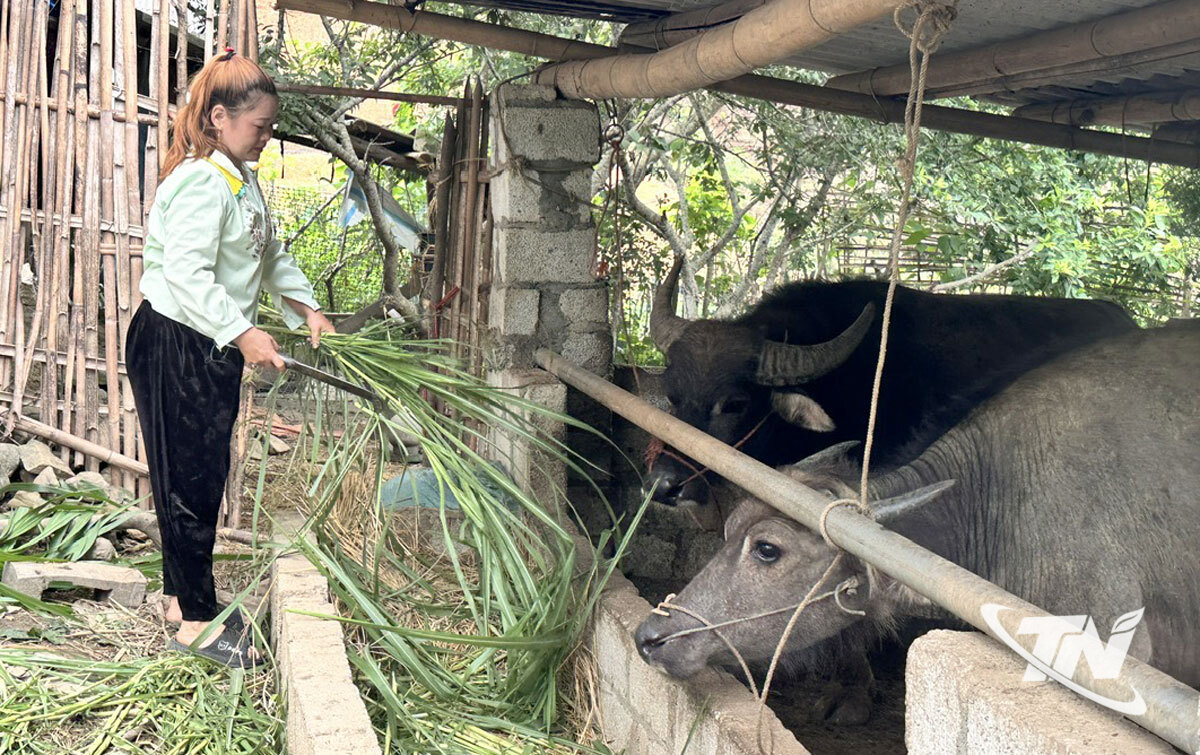 Từ nguồn vốn Chương trình mục tiêu quốc gia phát triển kinh tế - xã hội vùng đồng bào DTTS và miền núi giai đoạn 2021-2025, nhiều hộ dân tại xã Phúc Lộc đã được hỗ trợ trâu, bò để phát triển chăn nuôi.