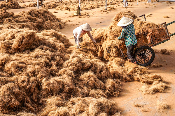 Sơ chế mụn dừa tại Công ty CP Trà Bắc (phường Long Đức).