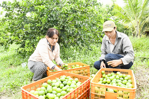 Vườn chanh của nông dân Tô Thanh Hiếu (xã Song Lộc) đang cho thu hoạch ổn định, bảo đảm sản lượng cung ứng theo hợp đồng liên kết với doanh nghiệp.