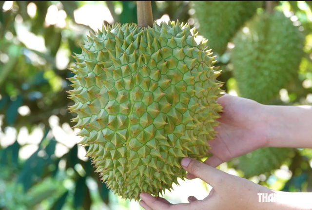 Bộ Nông nghiệp và Môi trường đề xuất rút ngắn thời gian cấp mã số vùng trồng sầu riêng còn 3 ngày. ẢNH: DUY TÂN