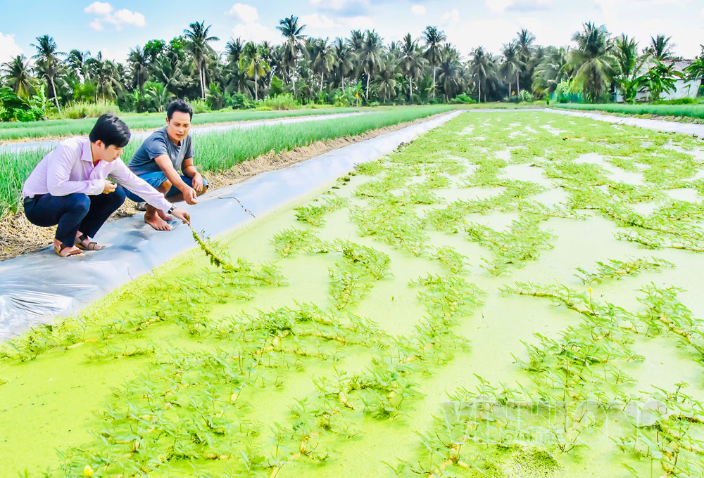 Cán bộ Phòng Giao dịch Ngân hàng Chính sách xã hội Cầu Kè tham quan mô hình trồng rau nhút của hộ dân tại xã Phong Thạnh.