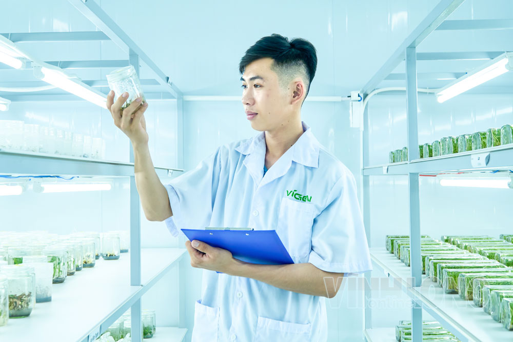 Sản xuất cây giống nuôi cấy mô công nghệ cao tại Công ty TNHH Công nghệ sinh học ViGen, xã Chợ Lách. Ảnh: TRÀ MY