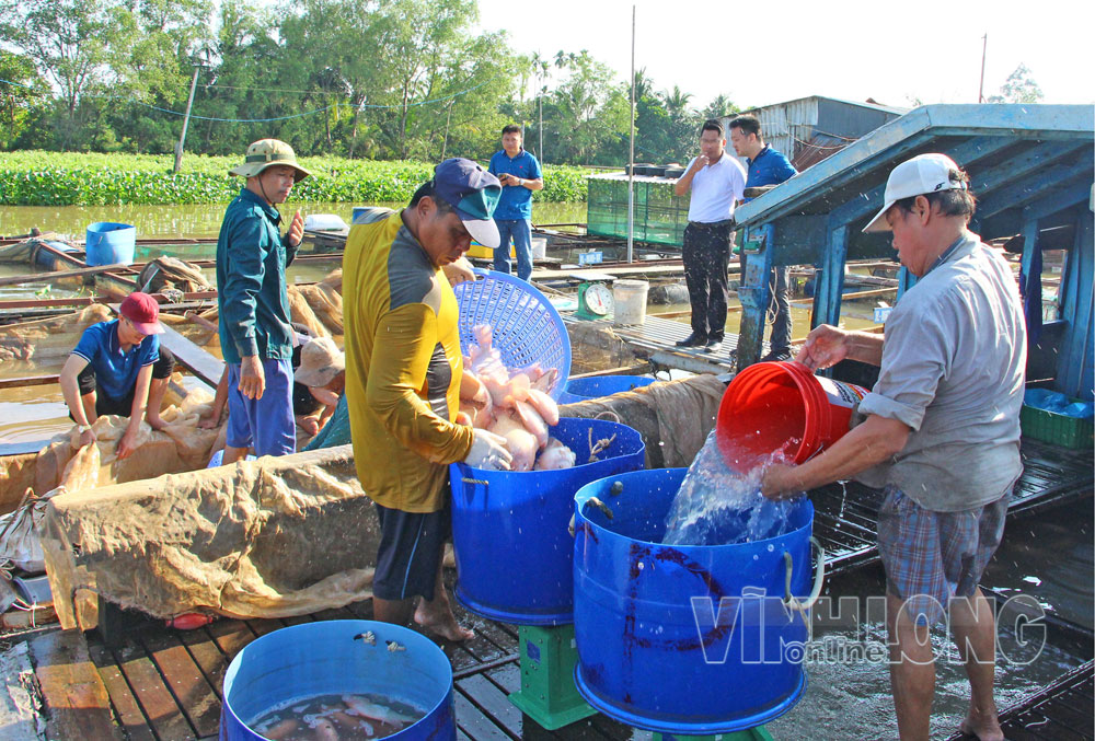 Việc phát huy lợi thế miệt vườn, nuôi trồng thủy sản gắn với chuyển đổi số đang tạo động lực nâng cao thu nhập cho người dân. Ảnh: NGUYÊN KHANG