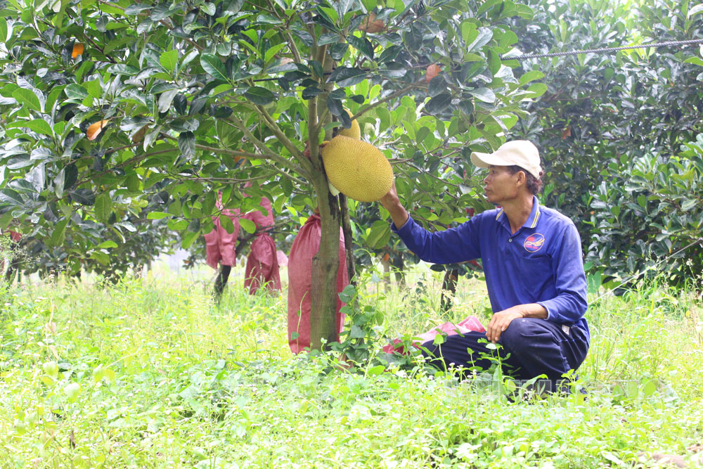 Ngành chức năng cần đẩy mạnh tuyên truyền, tập huấn về quản lý chất lượng, truy xuất nguồn gốc và duy trì mã số.    Ảnh: TRÀ MY