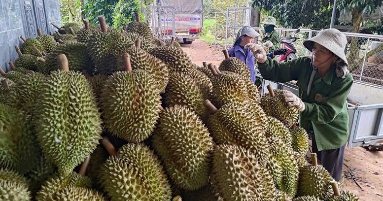 Việc mở cửa thị trường Ấn Độ đối với sầu riêng tươi Việt Nam có hiệu quả hay không sẽ phụ thuộc vào khả năng duy trì chất lượng, tuân thủ quy định, xây dựng uy tín sản phẩm và phát triển nhu cầu tiêu dùng thực chất - Ảnh minh họa