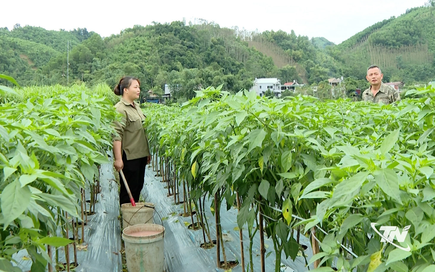 Liên kết trồng ớt xuất khẩu mang lại hiệu quả kinh tế cao(Trong ảnh: Chị Triệu Thị Thu, thôn Quyết Thắng, xã Tân Kỳ chăm sóc ruộng ớt).