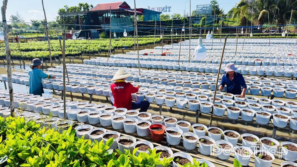 Không khí nhộn nhịp của đầu vụ hoa tết năm 2027 tại Làng hoa Sa Đéc. Ảnh: HOÀI THẢO