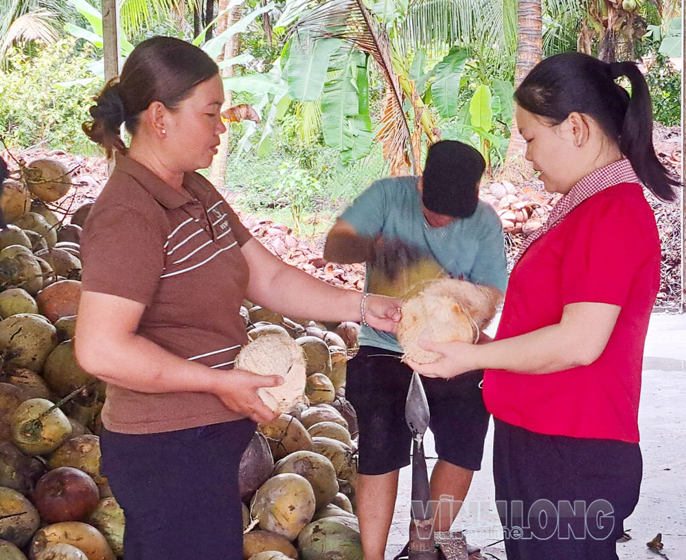 HTX Nông nghiệp Mua bán Dừa khô Thanh Diễm xây dựng chuỗi liên kết gắn với thị trường xuất khẩu.