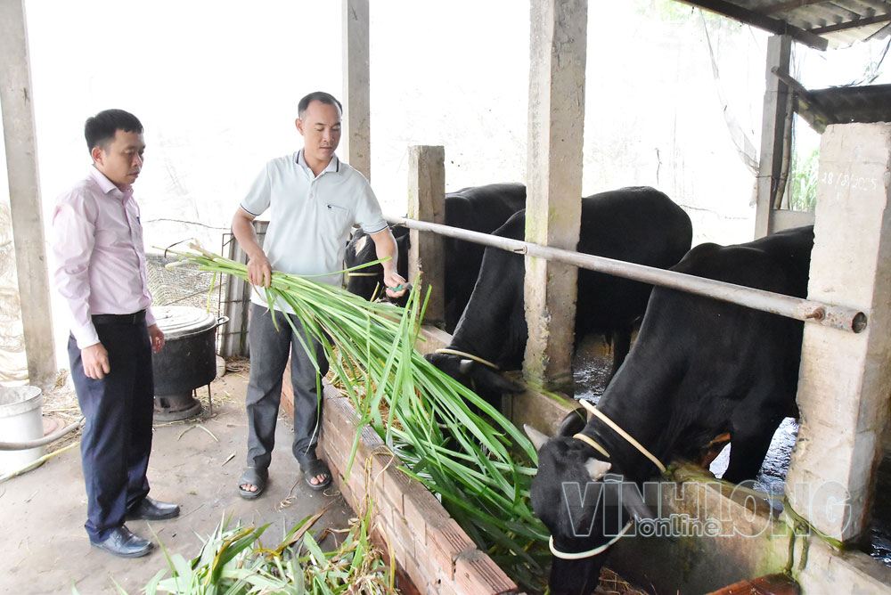 Nhờ nguồn vốn tín dụng chính sách, gia đình ông Hứa Minh Xuyên (bên phải) phát triển hiệu quả mô hình nuôi bò vỗ béo, trở thành hộ khá.