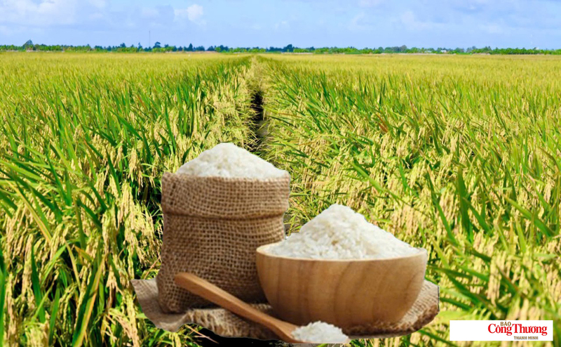 Giá lúa gạo hôm nay ngày 6/8/2026: Gạo xuất khẩu biến động trái chiều.