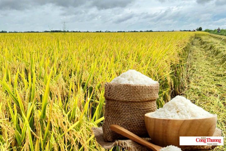 Giá lúa gạo hôm nay ngày 10/8/2026: Giá lúa gạo ổn định.