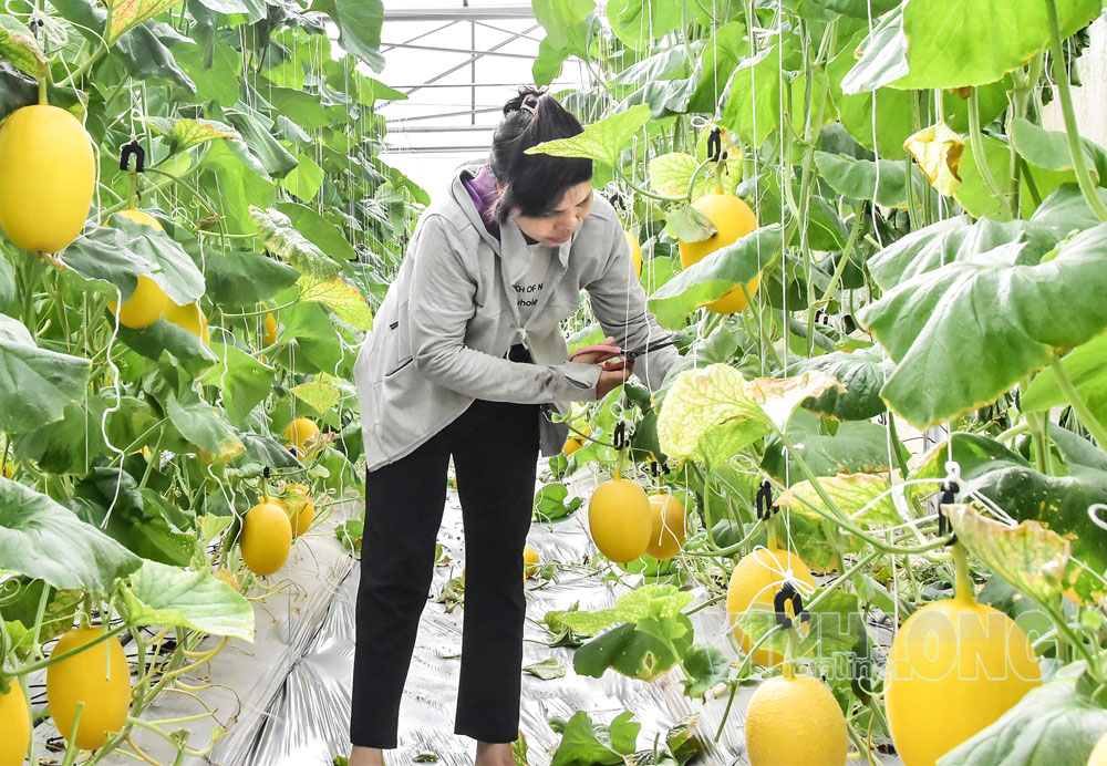Mô hình trồng dưa lưới công nghệ cao của gia đình ông Huỳnh Sa Rây mang lại thu nhập cao, tạo việc làm ổn định cho lao động.