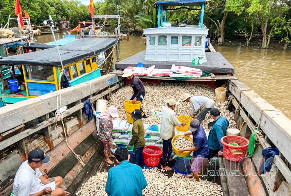 HTX Phương Đông gặp không ít khó khăn trong hoạt động nuôi và khai thác nghêu.