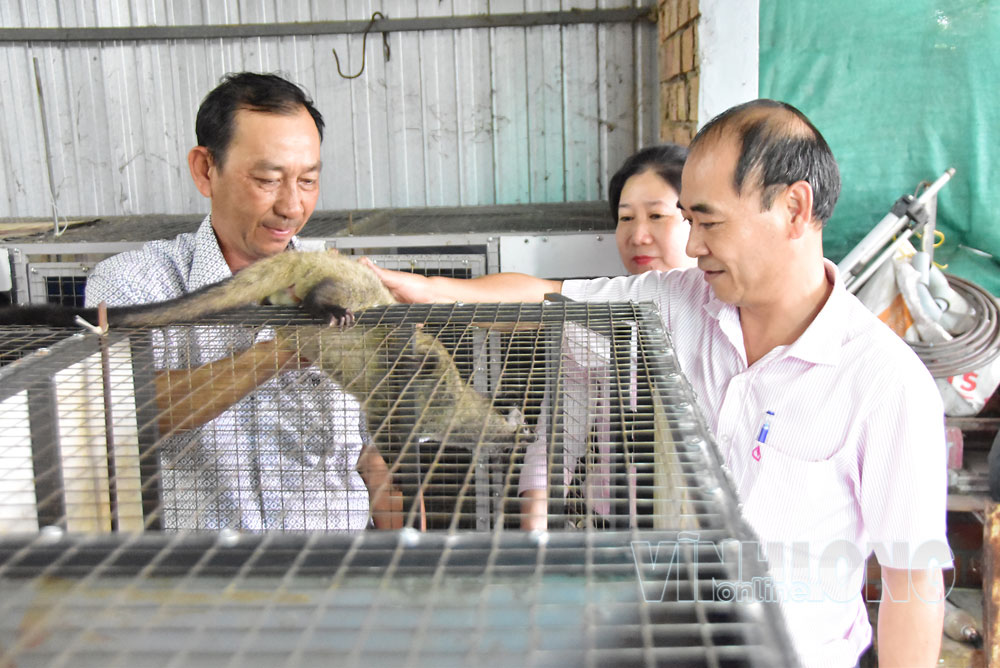 Lãnh đạo Ngân hàng Chính sách xã hội khảo sát mô hình nuôi chồn hương của ông Lê Văn Khuyên (bên trái). Ảnh: MỸ NHÂ