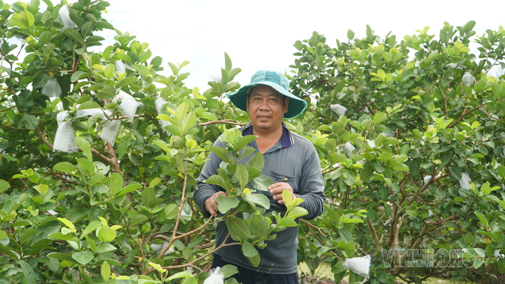 Anh Trần Hoàng Tiến (ấp Tích Phước, xã Trà Ôn) chăm sóc vườn ổi Ruby được đầu tư từ nguồn vốn vay ngân hàng, góp phần nâng cao hiệu quả canh tác.