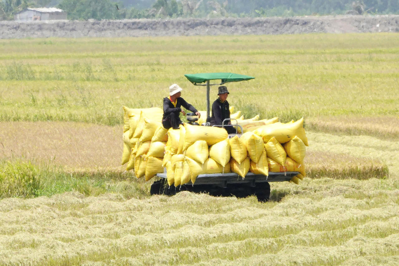 Người dân khu vực Đồng Tháp Mười, tỉnh Tây Ninh khẩn trương thu hoạch lúa Hè Thu (ảnh: Lê Lối)