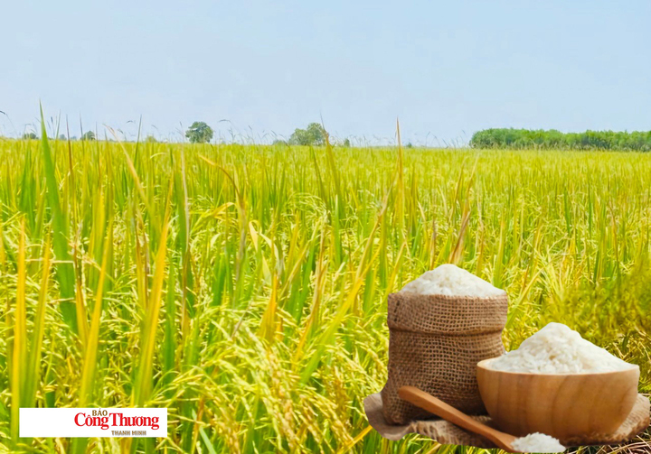 Giá lúa gạo hôm nay ngày 18/8/2026: Lúa tươi biến động trái chiều.