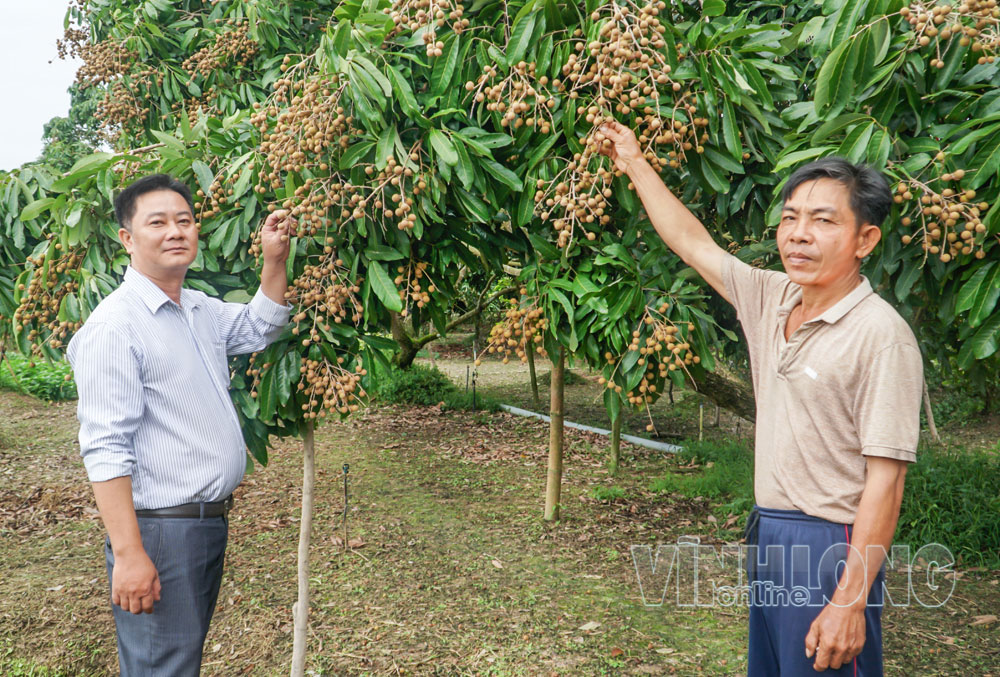 Anh Phạm Minh Sang, ấp Tích Phước, xã Trà Ôn (bên phải) kỳ vọng giá trái cây tiếp tục ổn định, giúp nhà vườn có lợi nhuận khá.