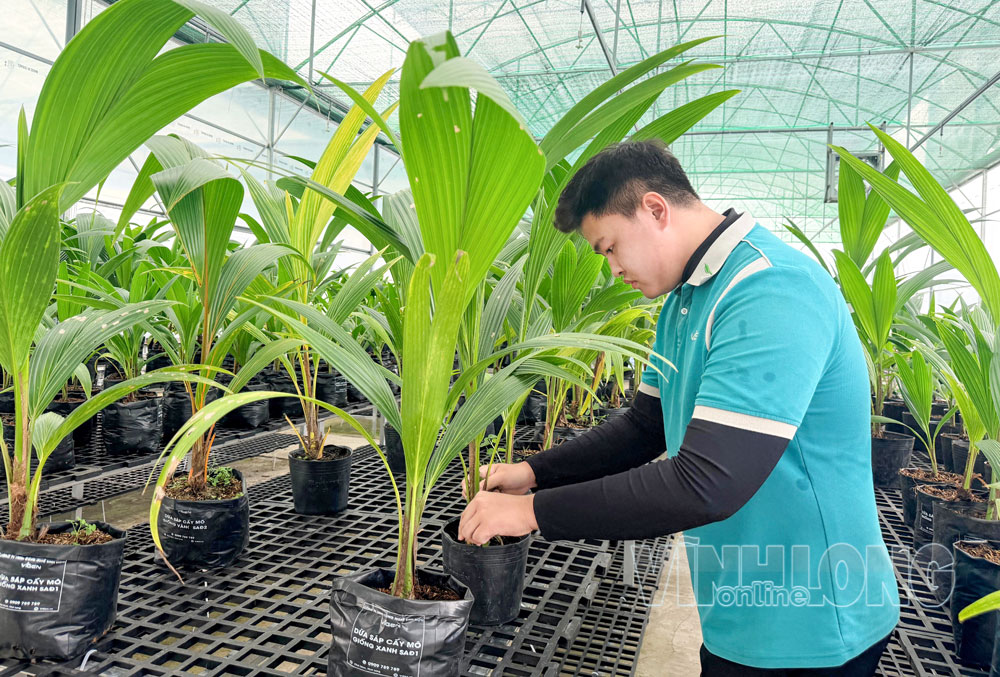 Cây nuôi cấy mô được thuần dưỡng, chăm sóc trước khi cung ứng ra thị trường tại Công ty TNHH Công nghệ sinh học ViGen (xã Chợ Lách).