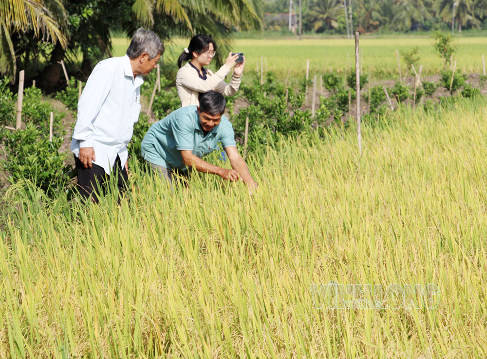 Sản xuất nông nghiệp theo hướng xanh, giảm phát thải đang mở thêm dư địa nâng cao thu nhập cho nông dân và phát triển bền vững.