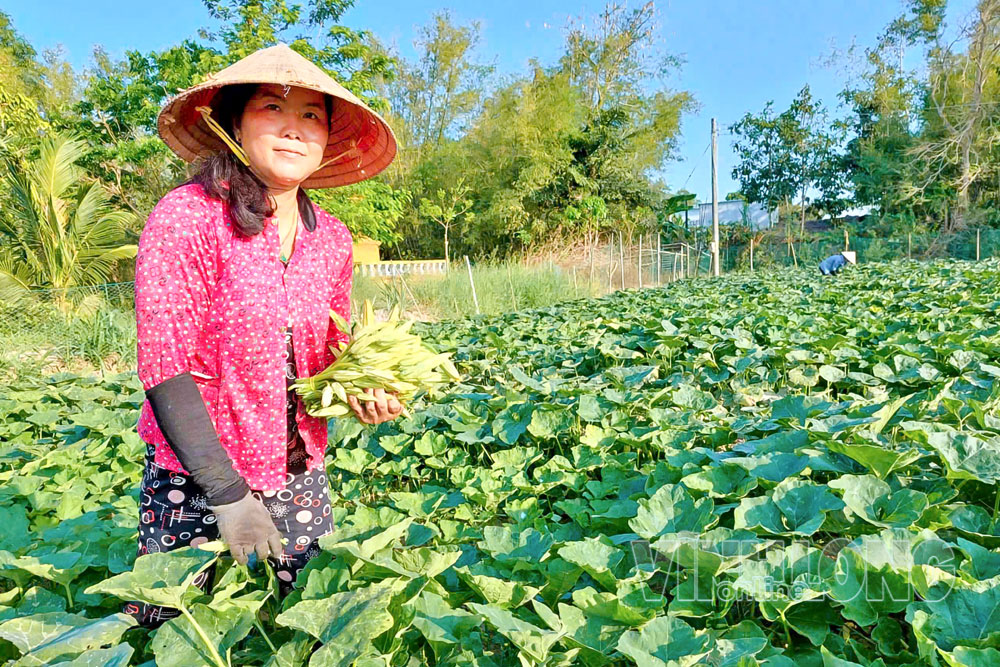 Chị Kim Thị Phiếu chăm sóc bí đỏ. Ảnh: THẠCH HOÀNG