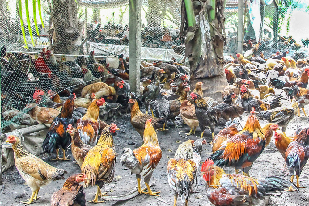 Mô hình nuôi gà của chú Nguyễn Văn Khải (xã Trung Ngãi).