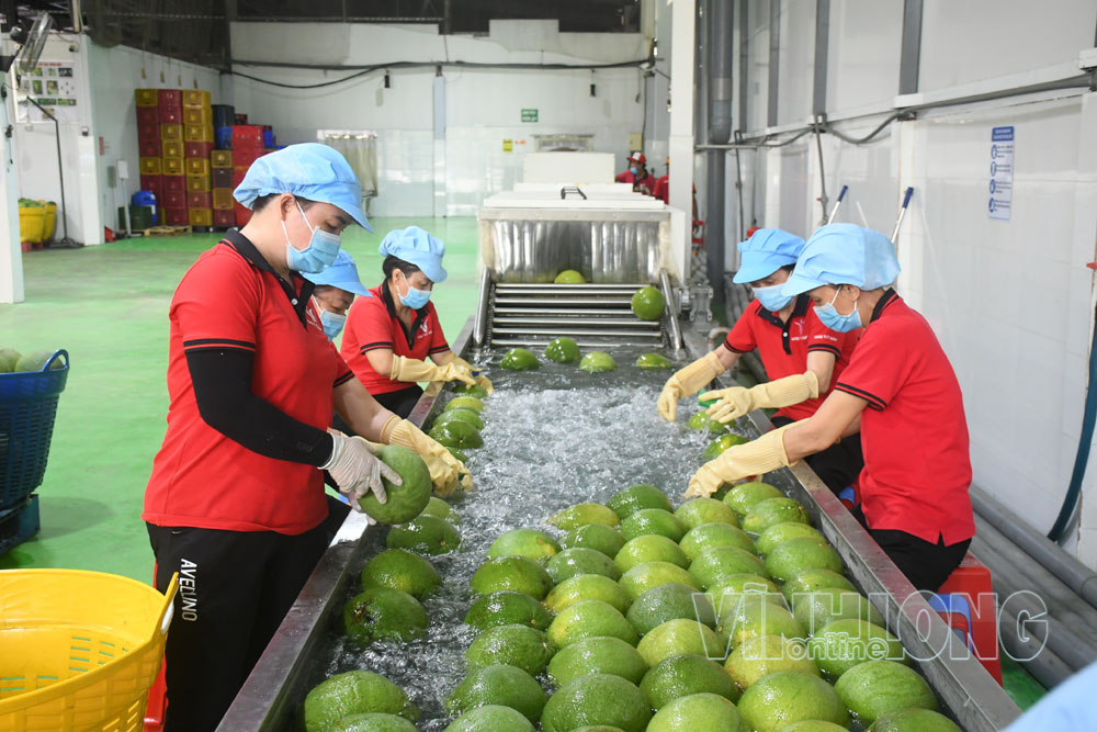 Sơ chế bưởi da xanh xuất khẩu tại xã Giao Long.