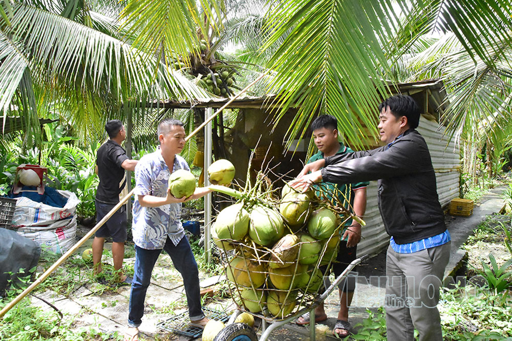 Mô hình trồng dừa sáp cấy phôi của nông dân Đặng Minh Tiếu (bên trái) góp phần đa dạng hóa sản phẩm.    Ảnh: MỸ NHÂN