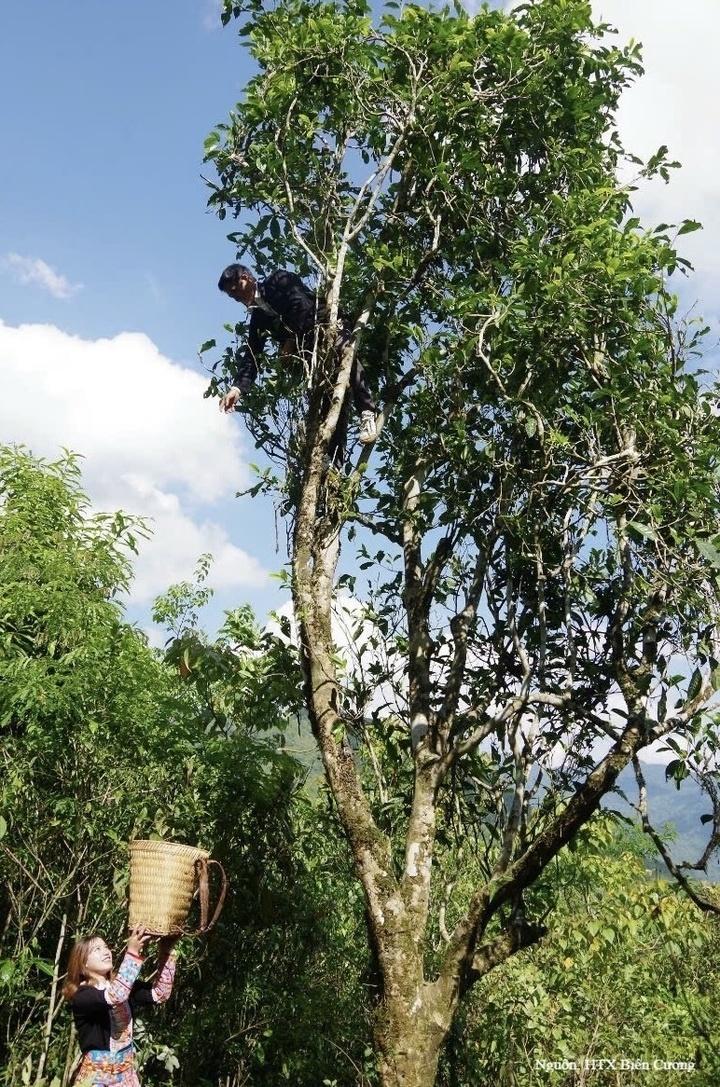 Vùng chè cổ thụ của Hợp tác xã Biên Cương.