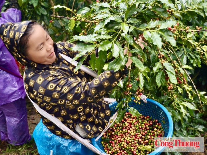 Niềm vui người dân xã Mường Ảng khi cà phê được mùa