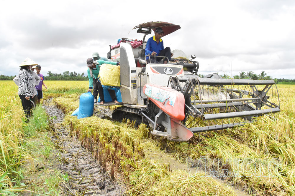 Máy gặt đập liên hợp của nông dân Trương Văn Hiền thu hoạch lúa ST25 trong vùng nguyên liệu liên kết tại xã Phong Thạnh. Ảnh: MỸ NHÂN