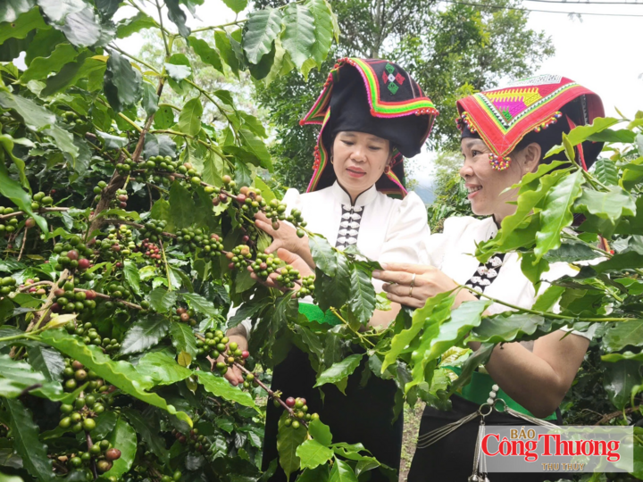 Mường Ảng - "thủ phủ" cà phê của tỉnh Điện Biên