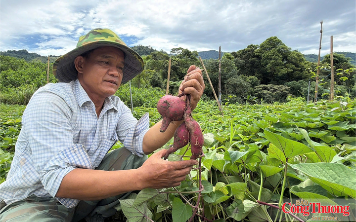 Khoai lang Nhật đang là loại cây ngắn ngày mang lại hiệu quả kinh tế cao.