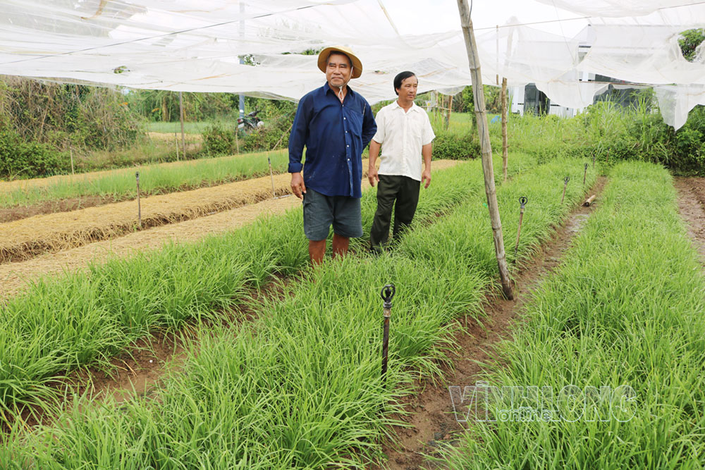 Mô hình trồng rau màu đạt OCOP  của hộ ông Bùi Văn Thơ (ấp An Bình 2).