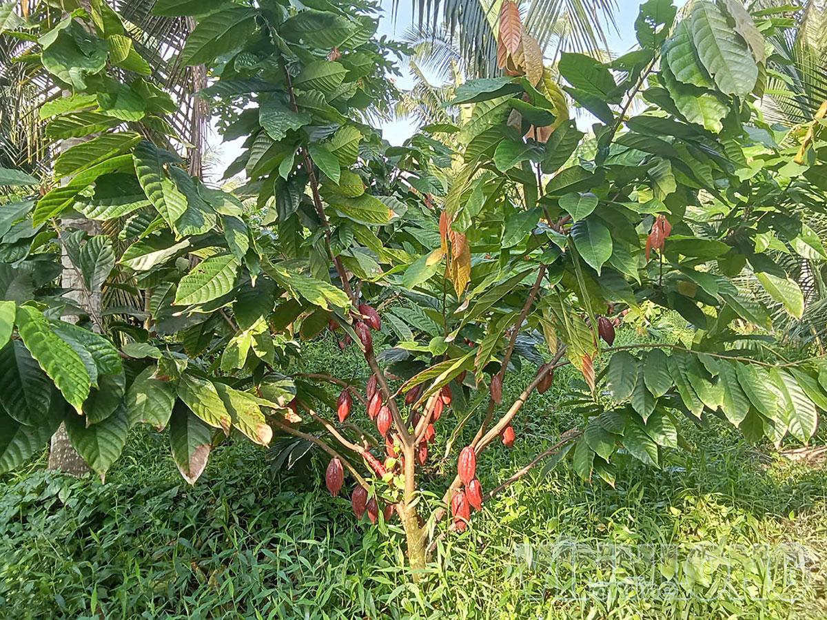 Ca cao trồng xen vườn dừa, 2 năm tuổi đã cho trái.