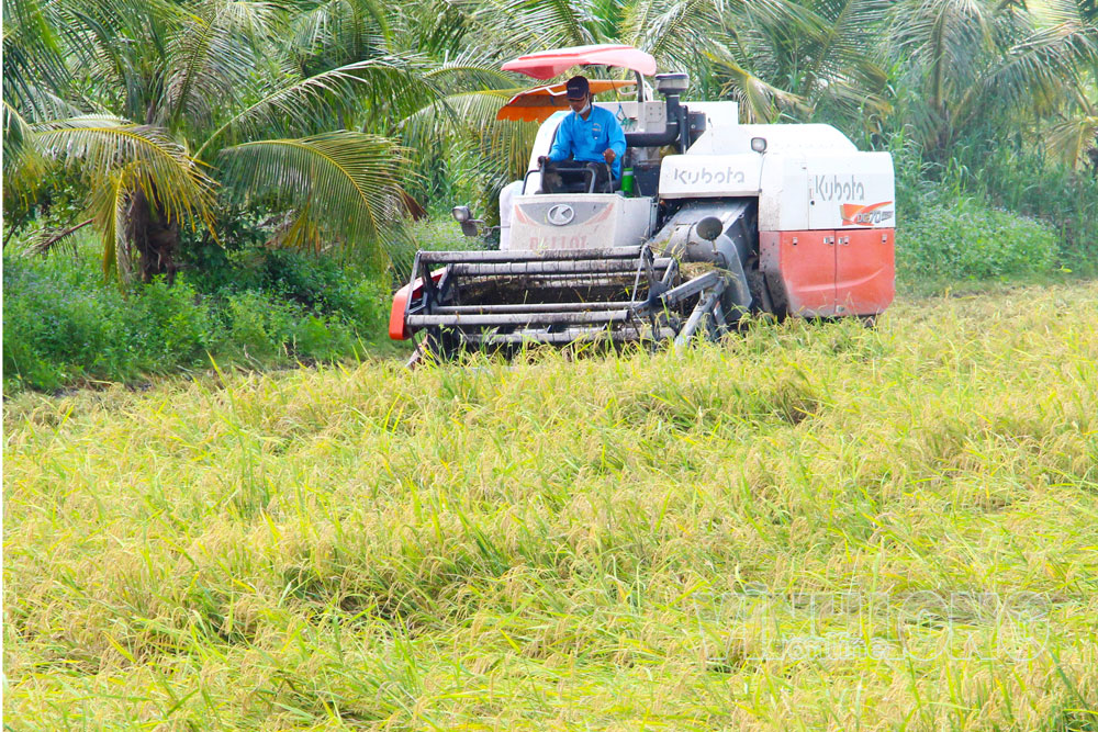 Phát triển vùng nguyên liệu gắn với liên kết tiêu thụ góp phần nâng cao giá trị nông sản.